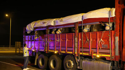Kurbanlıklar İstanbul'a getirilmeye başlandı