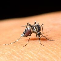 KKTC'de 'Batı Nil virüsü' can aldı!