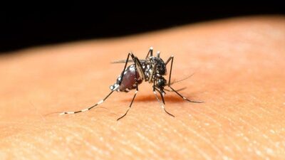 KKTC'de 'Batı Nil virüsü' can aldı!