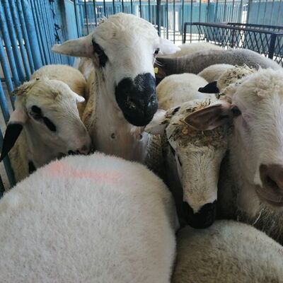 O ilçede korkutan 'karantina'