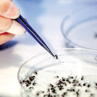 Batı Nil virüsü nasıl bulaşır? İşte belirtileri