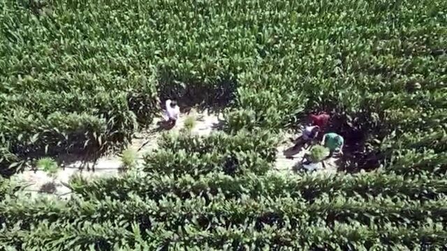 Mısır tarlalarına 'drone'lu operasyon