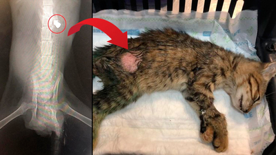 Zalimler! Hiç mi acımadınız!