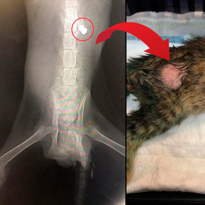 Zalimler! Hiç mi acımadınız!