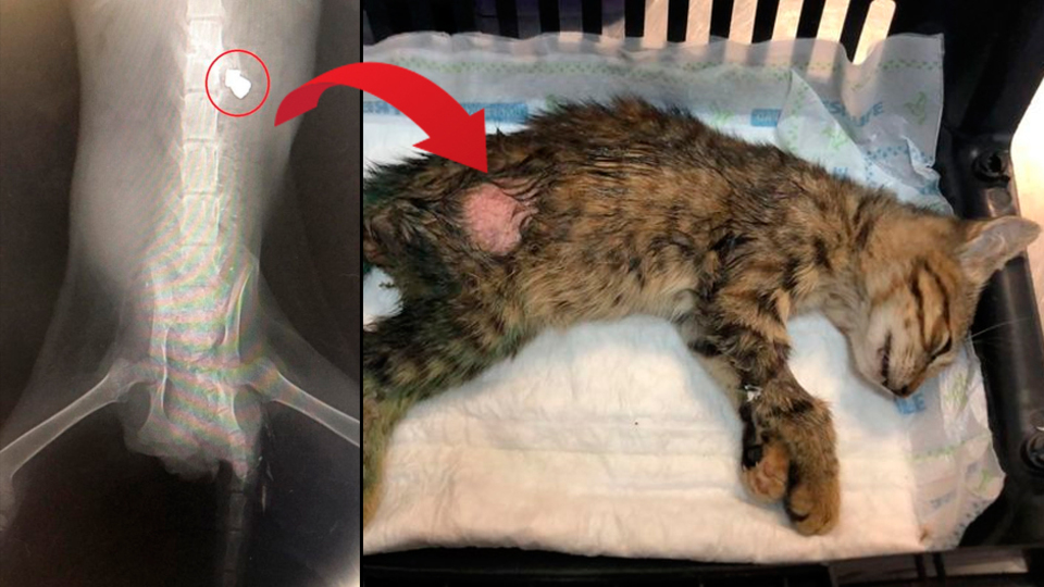 Zalimler! Hiç mi acımadınız!