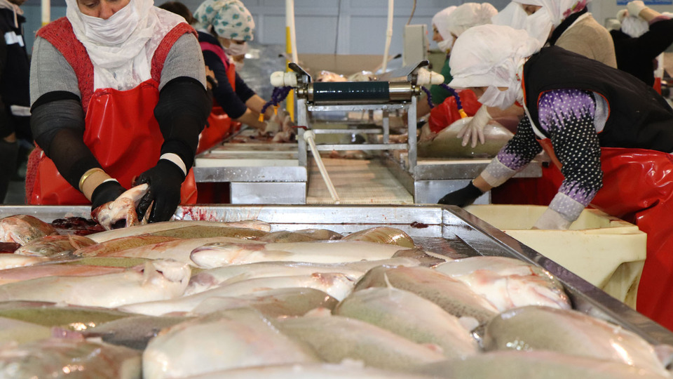 Karadeniz somonuna Rusya'dan büyük talep