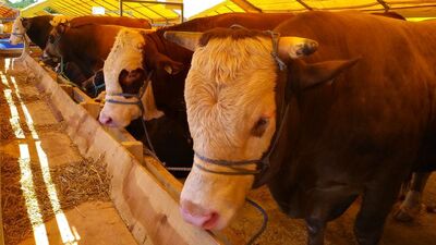İstanbul'da kurban satışları başladı