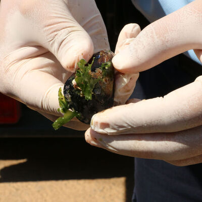 1 ton 180 kilo midye dolmaya el konuldu