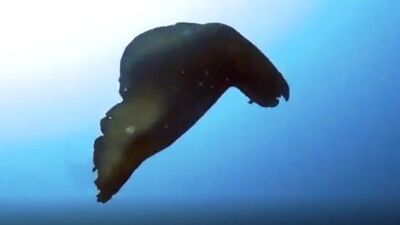 Rahatsız edildiğinde mor sıvı salgılıyor!