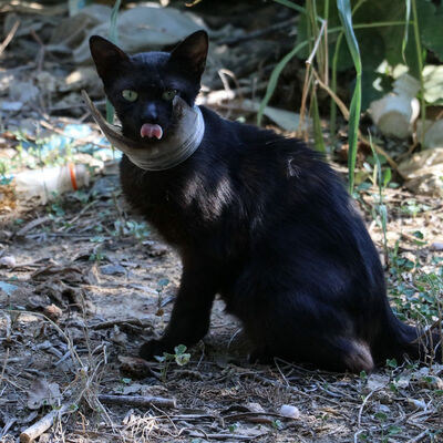 'Mangal' yönteminden de sonuç çıkmadı