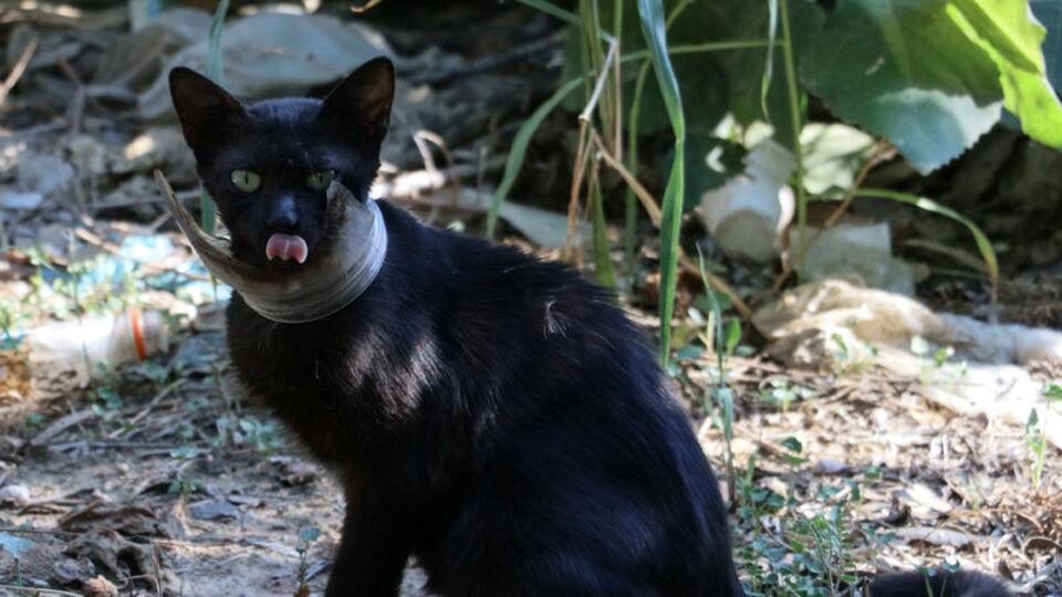 'Mangal' yönteminden de sonuç çıkmadı