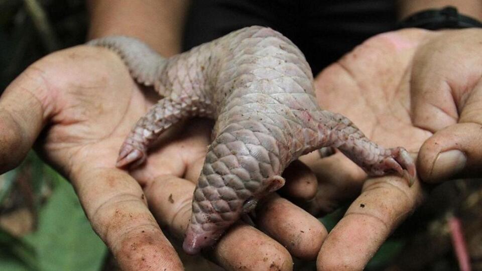 Pangolin nedir?