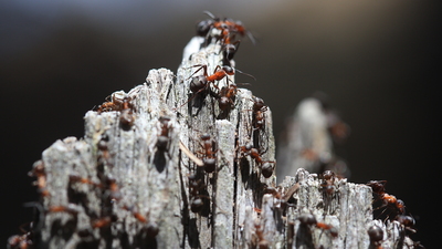 Yakın çekimle görüntülendiler!
