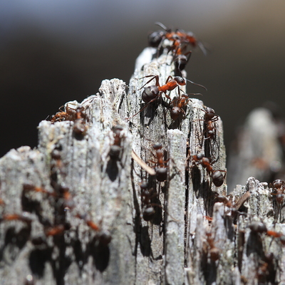 Yakın çekimle görüntülendiler!