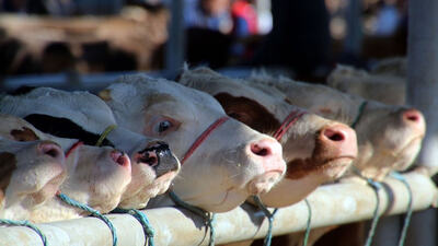Kurban Bayramı ne zaman başlıyor?