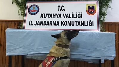 Kenevirleri sularken suç üstü!