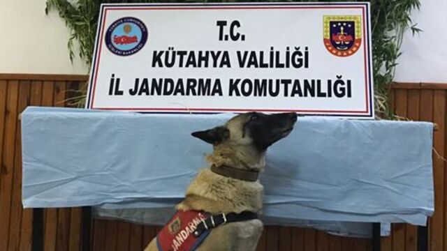 Kenevirleri sularken suç üstü!