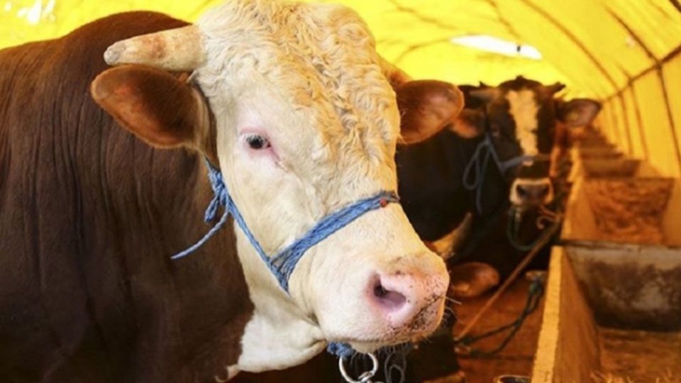 Kurban Bayramı tatili kaç gün olacak?