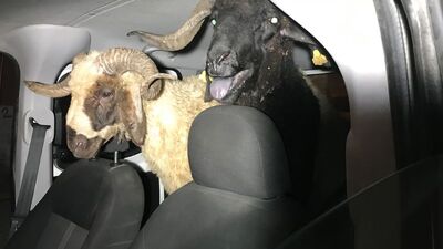 Çaldıkları koyunları bırakıp kaçtılar