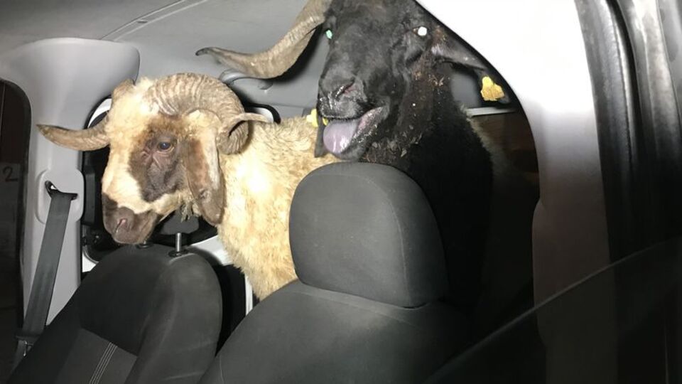 Çaldıkları koyunları bırakıp kaçtılar