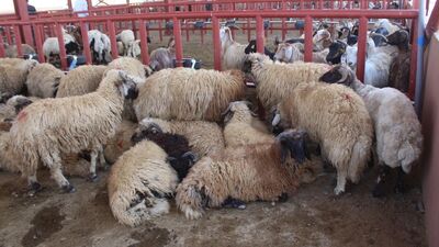 'Erken kuzu kesimi engellensin'