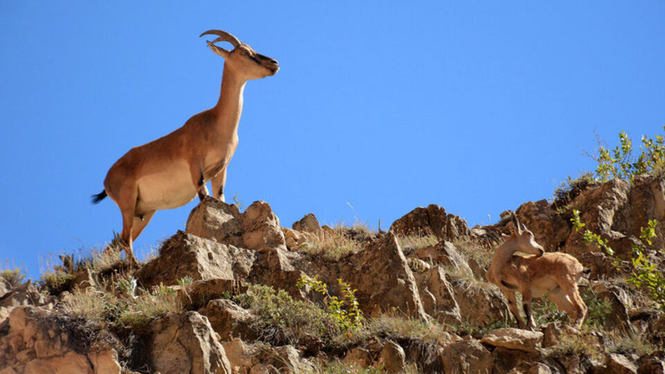 Kaçak olarak avlayan yandı!