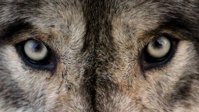 6 saniyede bir yokluyor... Size de vurabilir!