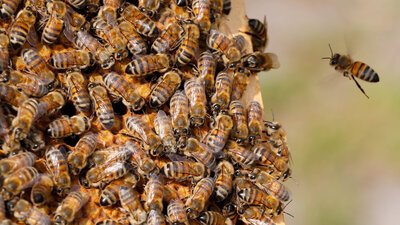 İngiltere Türk arısının peşinde!