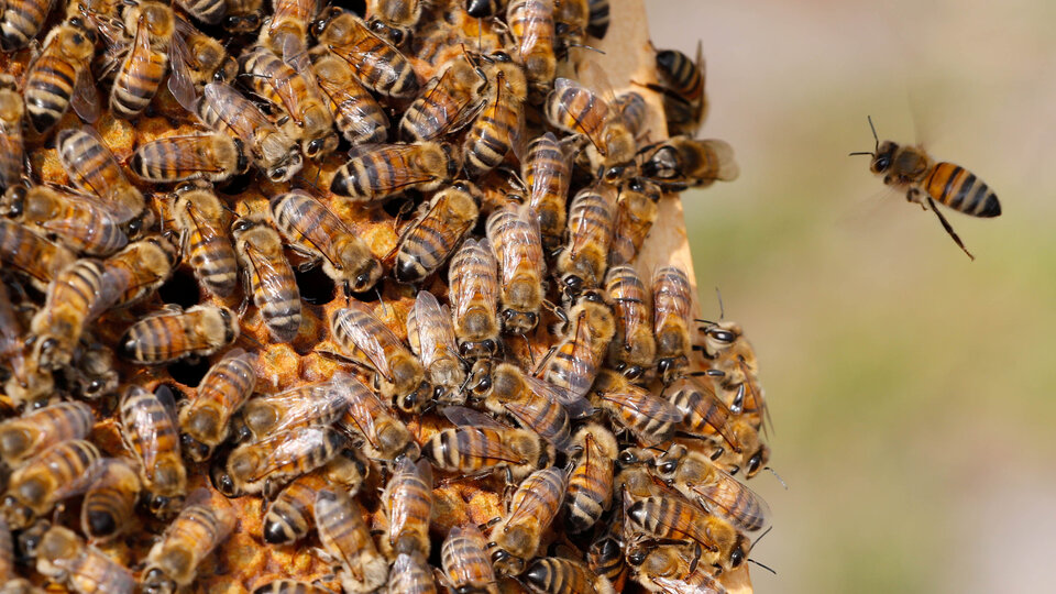 İngiltere Türk arısının peşinde!