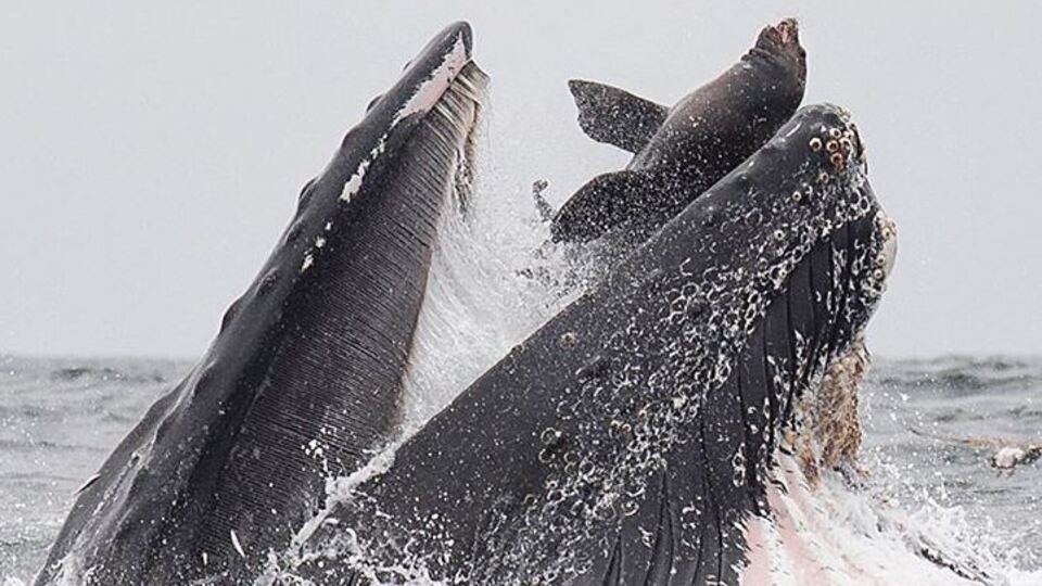 Balina, deniz aslanını yutarken görüntülendi!