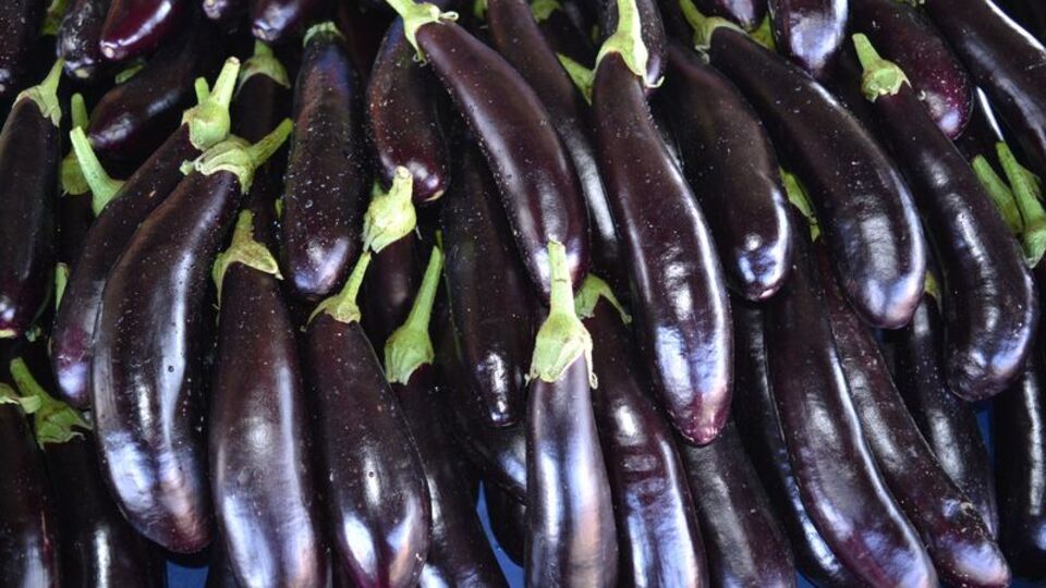 O hastalıklara çare olacak!