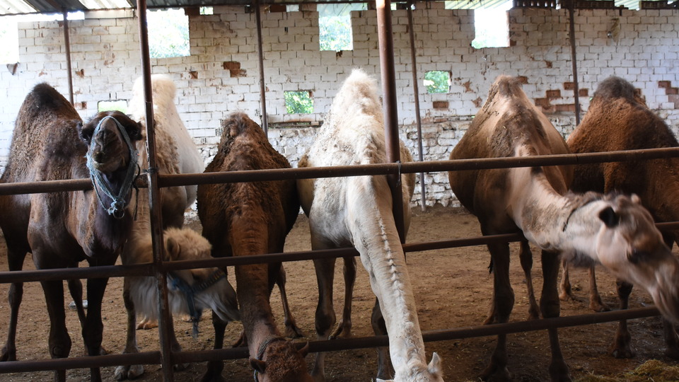 İşte kurbanlık deve fiyatları