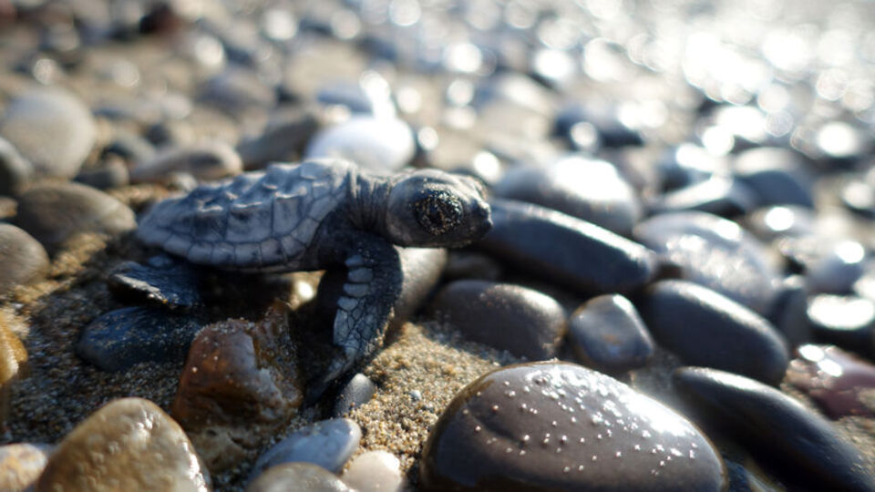 Kovayla taşıyıp suya bıraktılar!