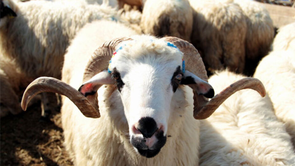 Bakan'dan Kurban Bayramı tatili açıklaması