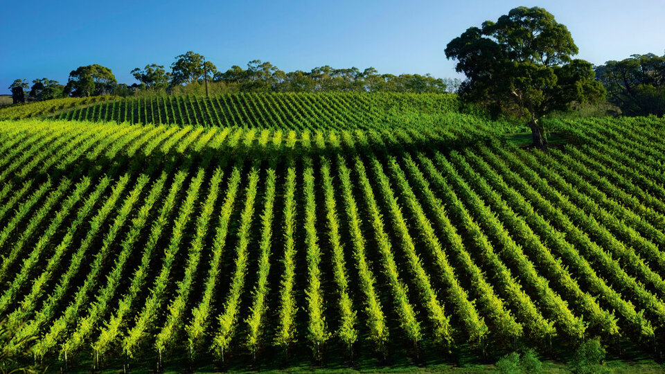 Tarıma inovasyon katacaklar!
