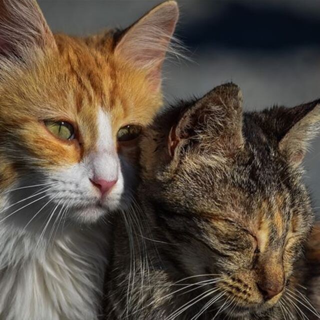 Sahipsiz kedi besleyen kadına hapis cezası!