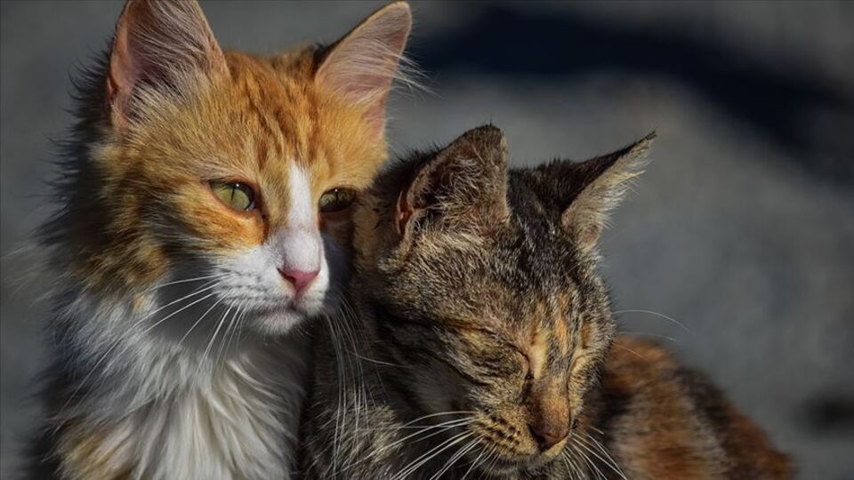 Sahipsiz kedi besleyen kadına hapis cezası!