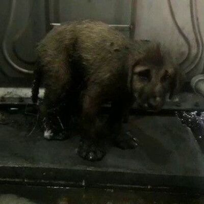 Minik patiler için seferber oldular