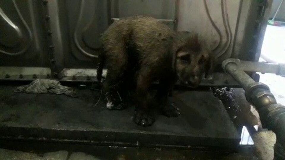 Minik patiler için seferber oldular