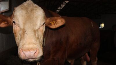 Kredi kartıyla kurbanlık alınır mı?