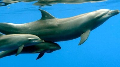 Öksüz balinayı yunus sahiplendi!