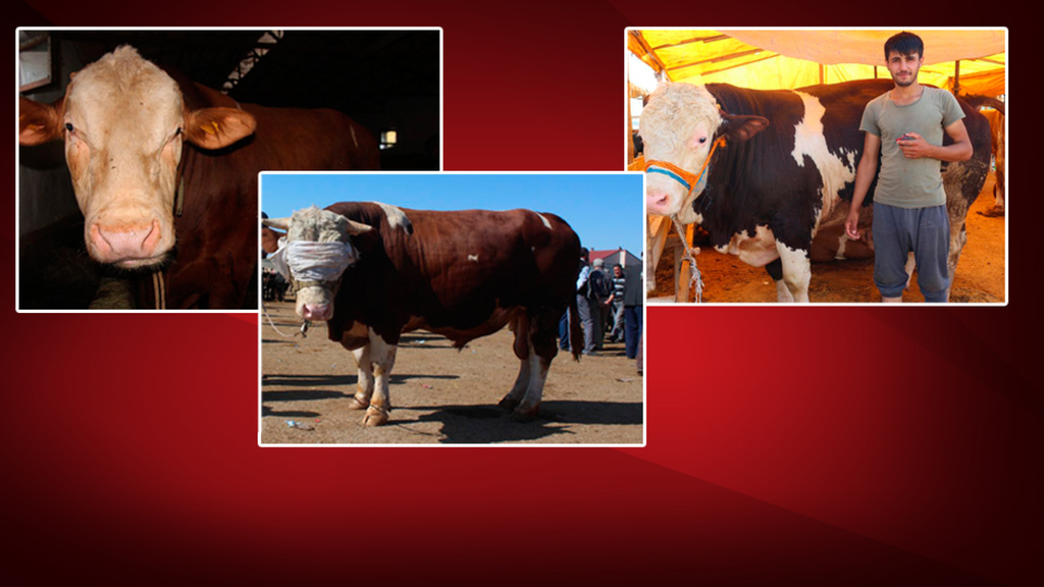 Onlar bu bayramın gözdeleri!