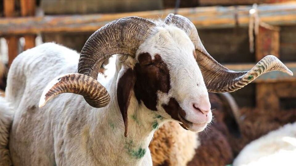 Kurban Bayramı resmi tatili kaç gün?