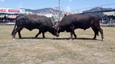 İptal edilen boğa güreşleri yapıldı!