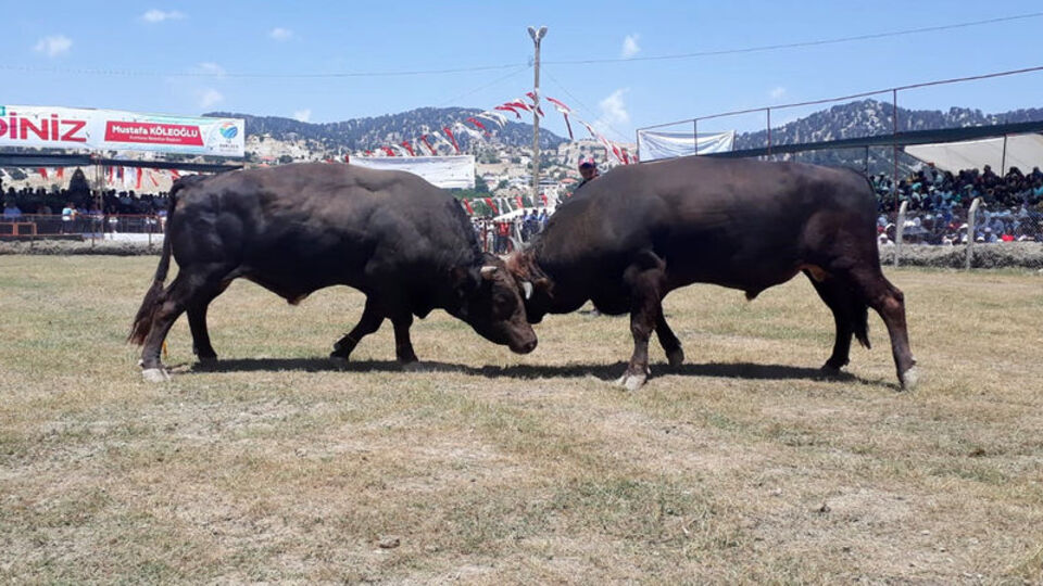 İptal edilen boğa güreşleri yapıldı!