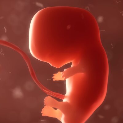 Yarı insan yarı maymun! Dünya bunu tartışıyor!