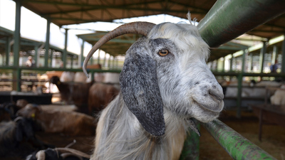 Kurban Bayramı ne zaman? Bayram tatili kaç gün olacak?