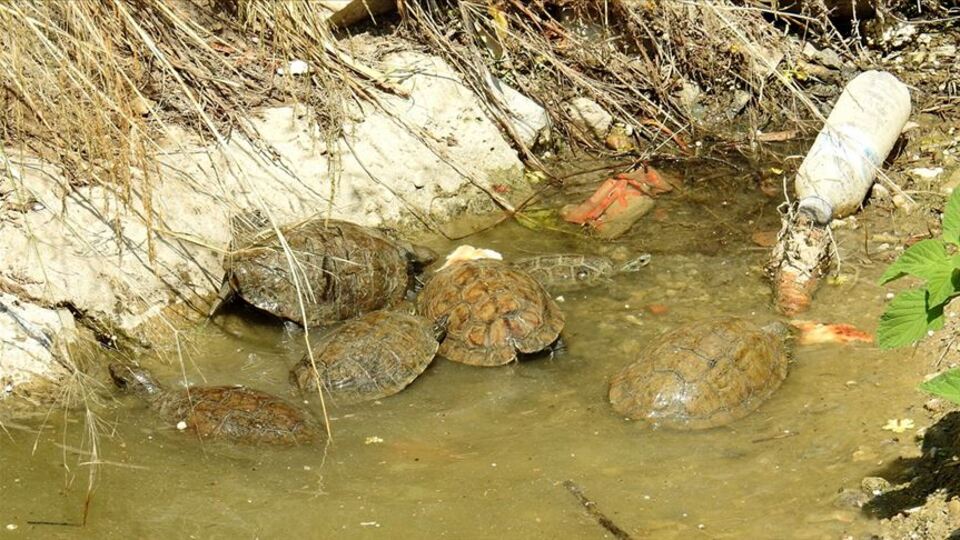 Mahsur kalan kaplumbağaları vatandaşlar besliyor