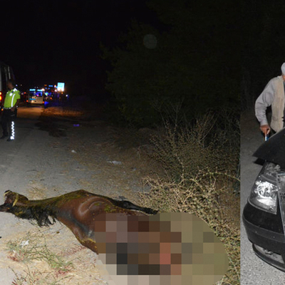 Yarış atları firar etti sonrası feci