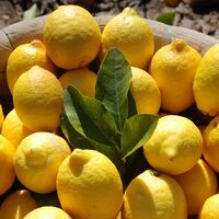 Limonun 6 mucizevi faydası!